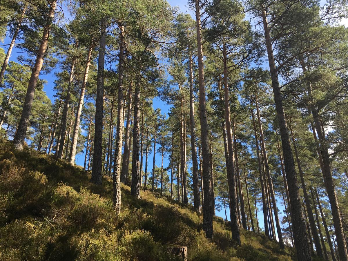 Firhall Highland B&B Grantown-on-Spey Esterno foto